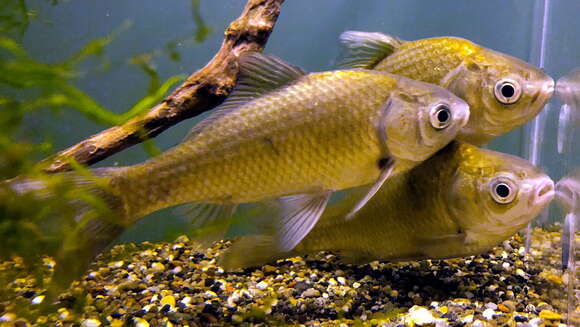 Image of Japanese crucian carp