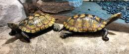 Image of Japanese Pond Turtle