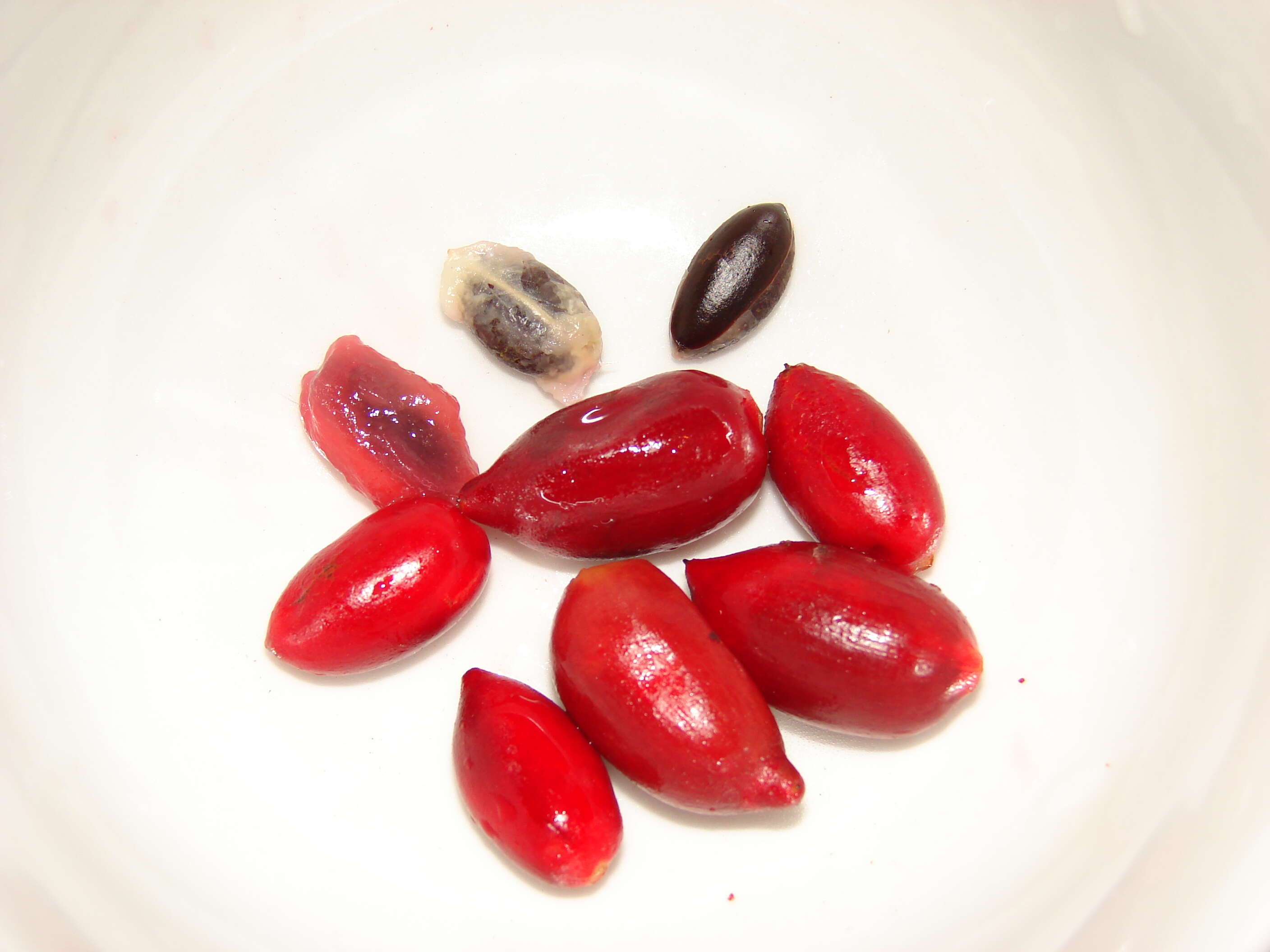 Image of miracle fruit