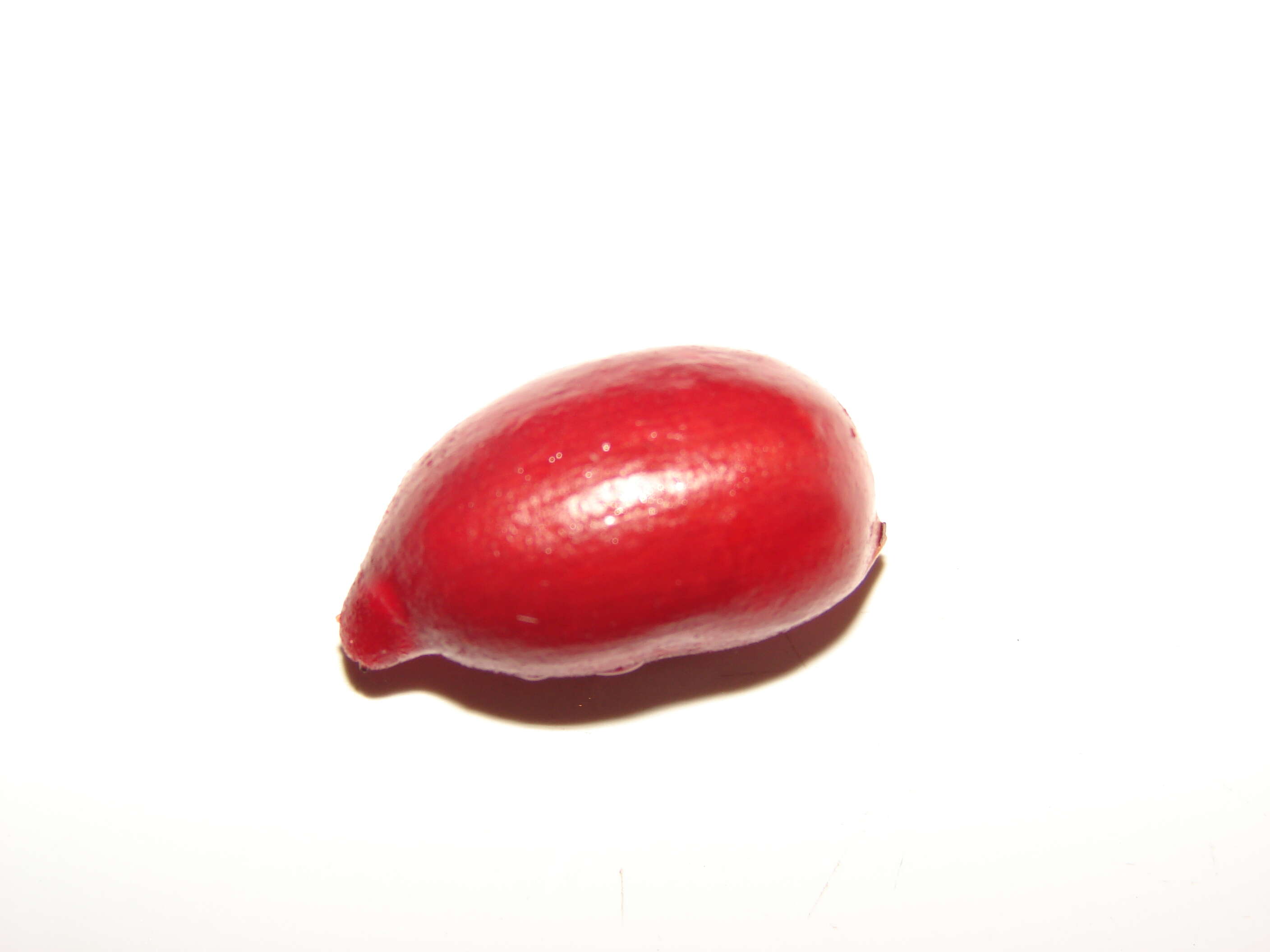 Image of miracle fruit