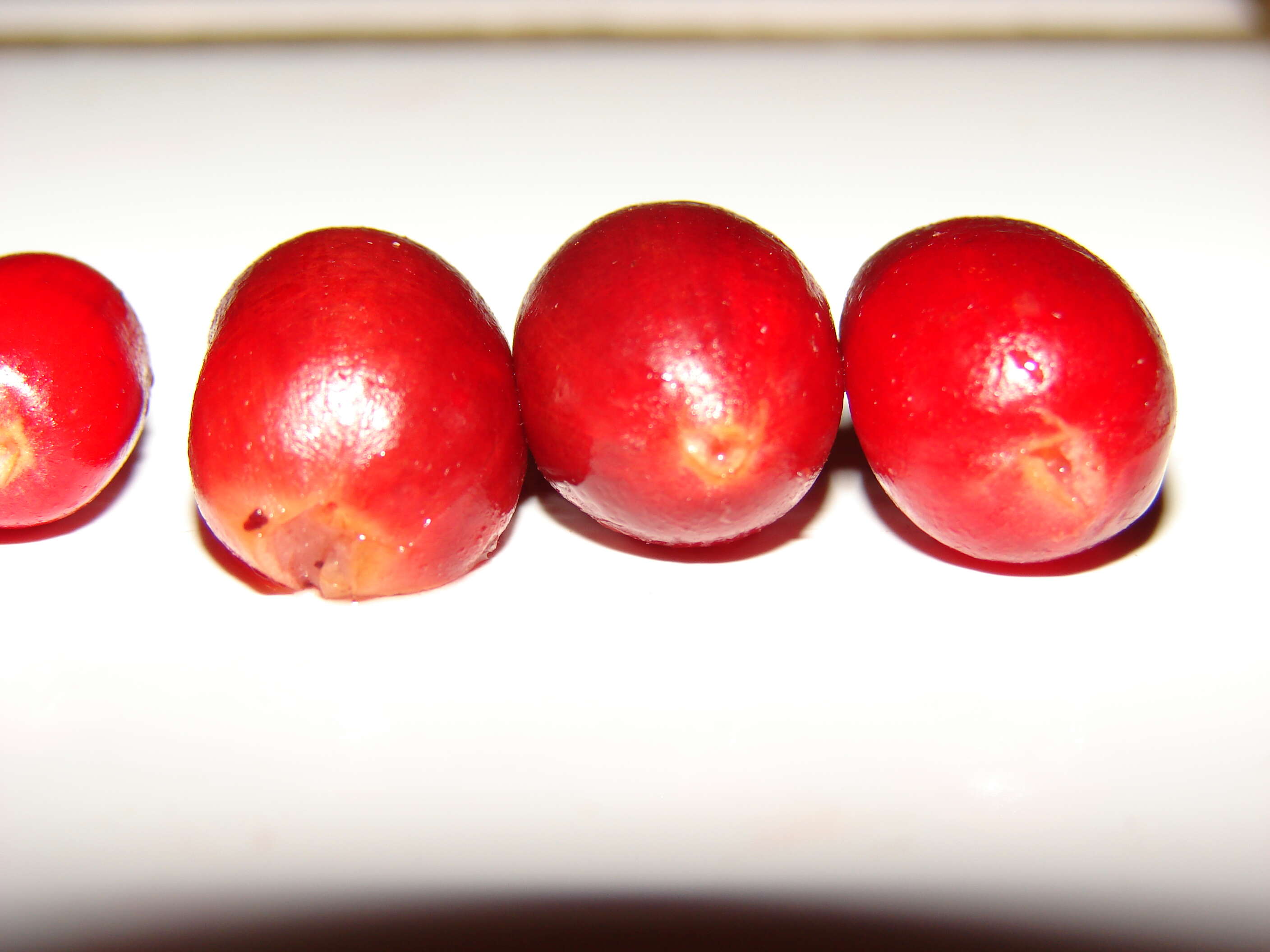 Image of miracle fruit