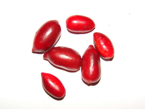 Image of miracle fruit