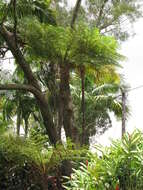 Image of Lacy Tree Fern