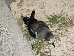 Image of Bonin Petrel