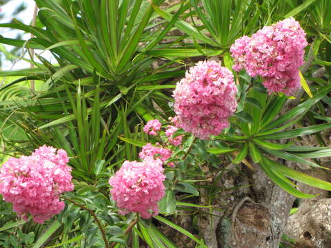 Image of Crape myrtle