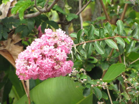 Image of Crape myrtle