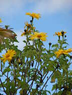 Image de Tournesol mexicain