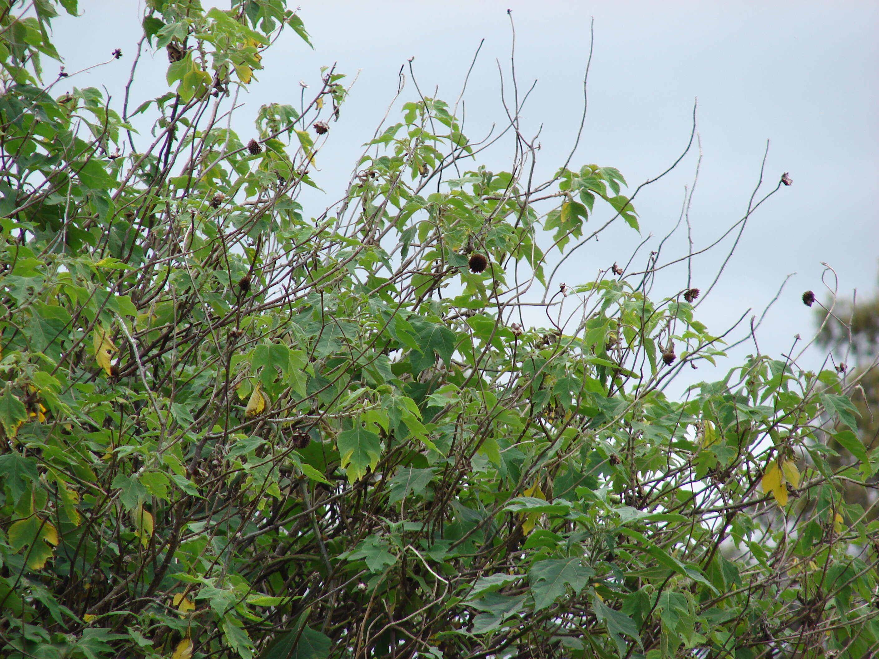 Image de Tournesol mexicain