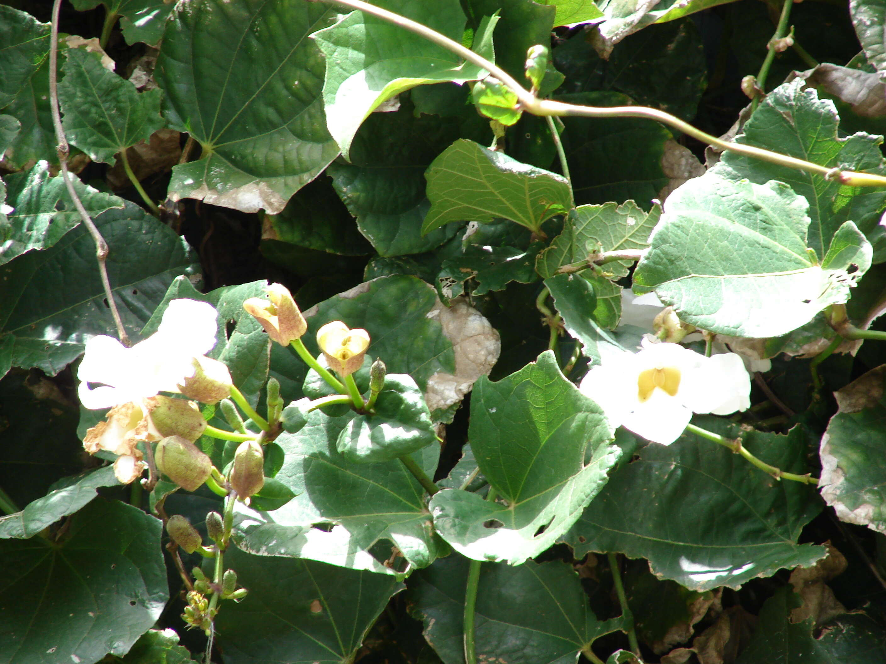 Image of Bengal clock vine