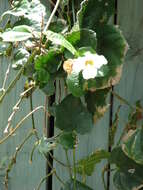 Image of Bengal clock vine