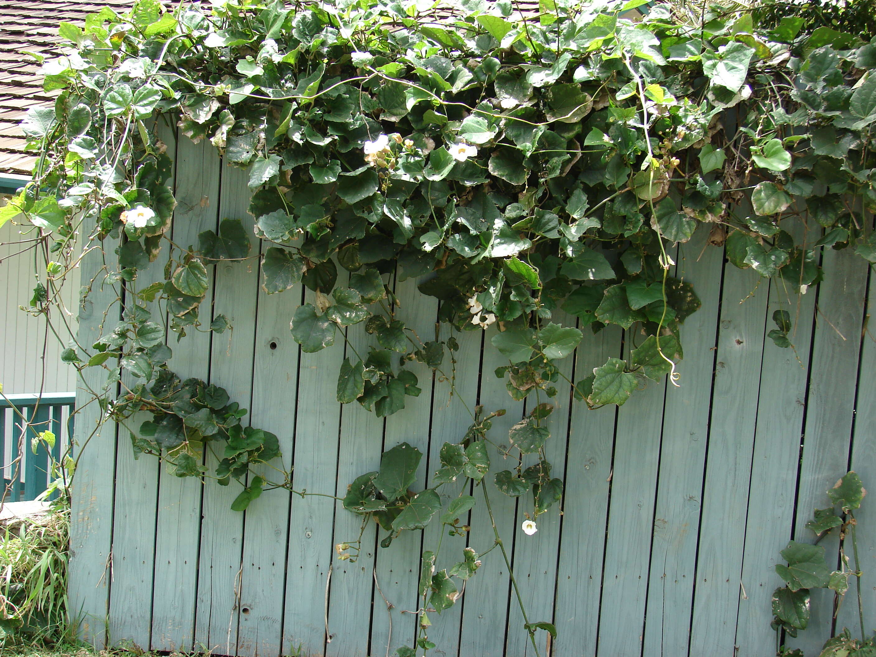 Image of Bengal clock vine