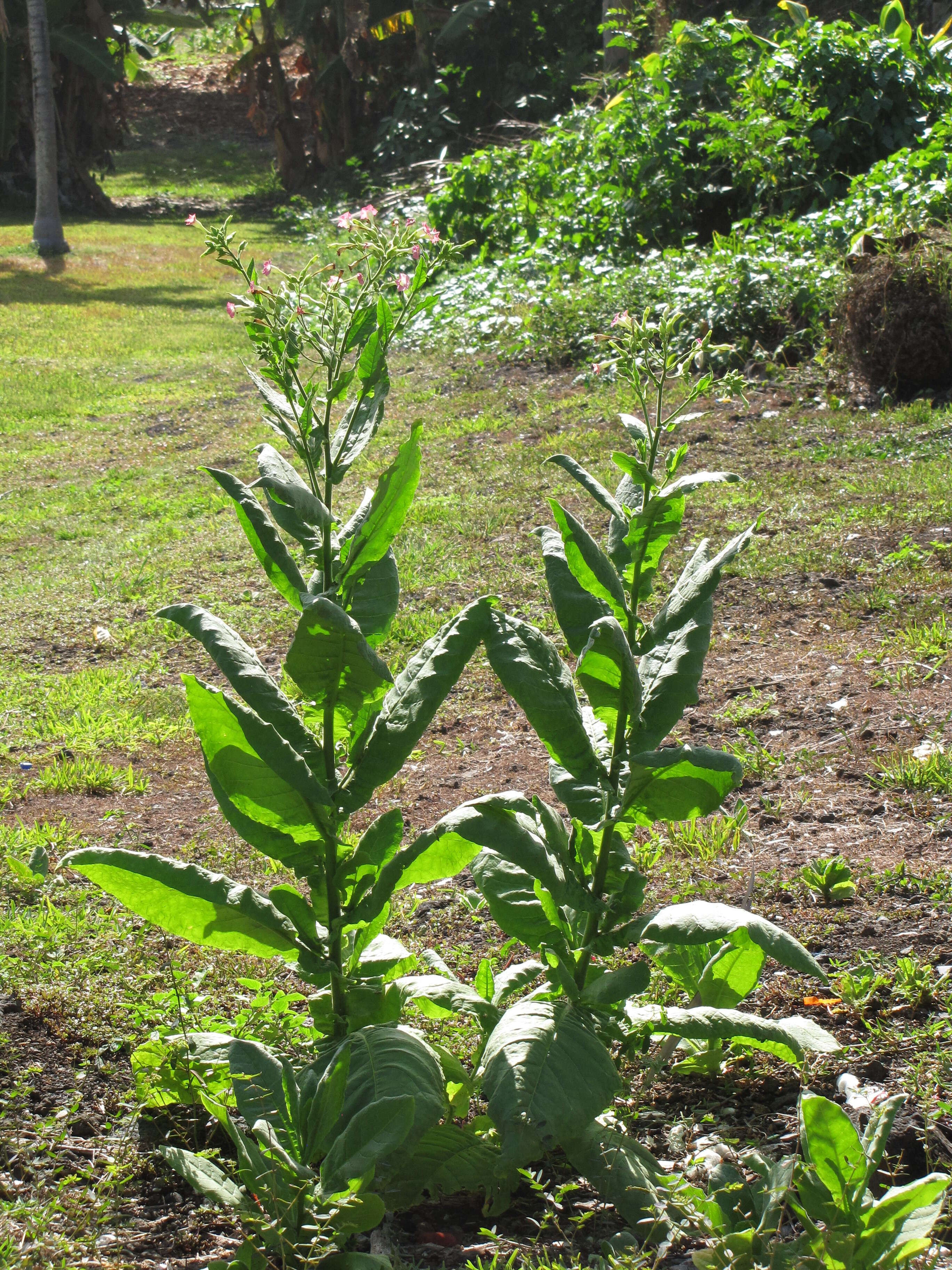 Image of cultivated tobacco