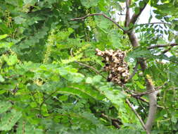 Image of beadtree