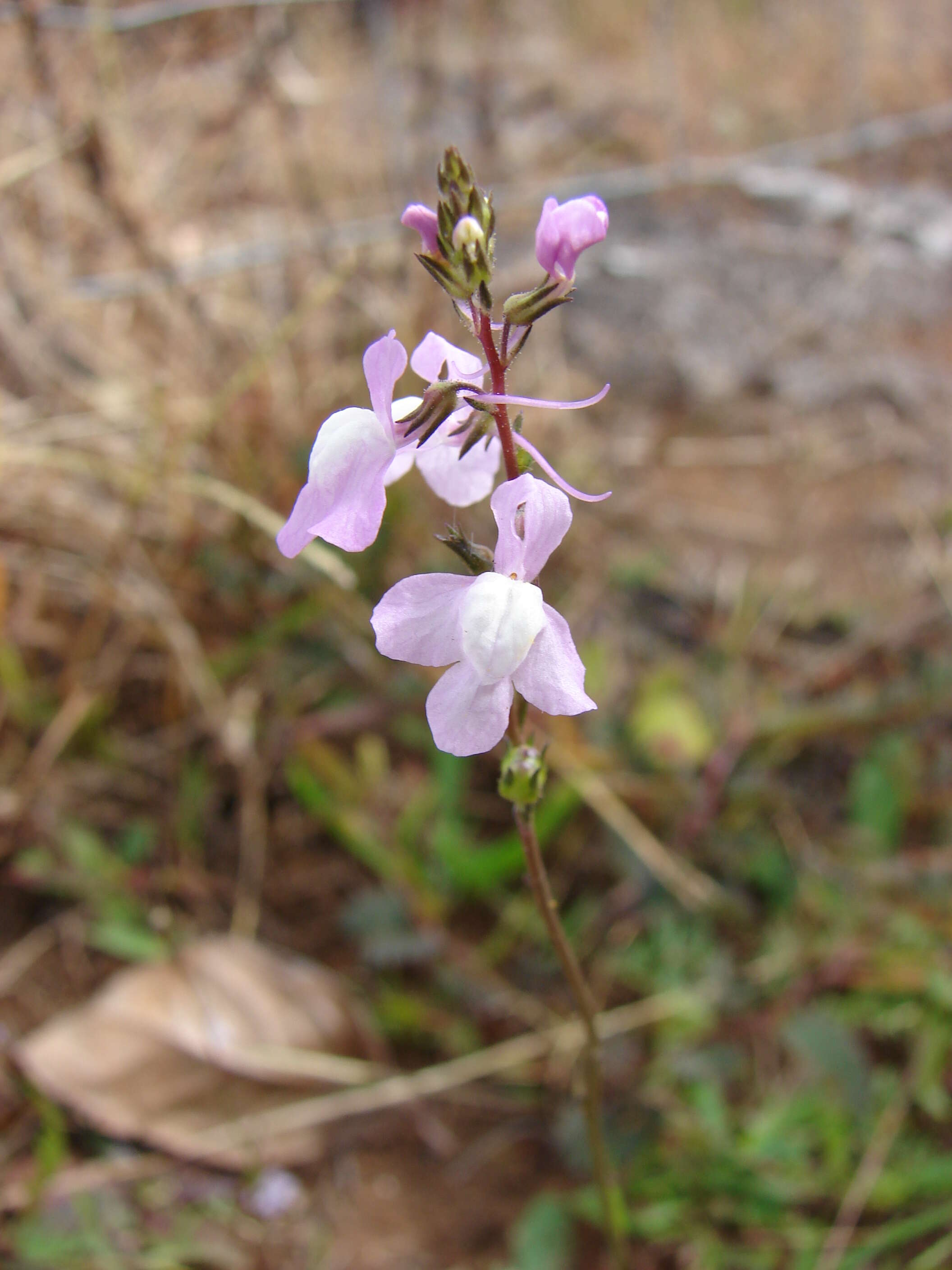 Plancia ëd Nuttallanthus canadensis (L.) D. A. Sutton