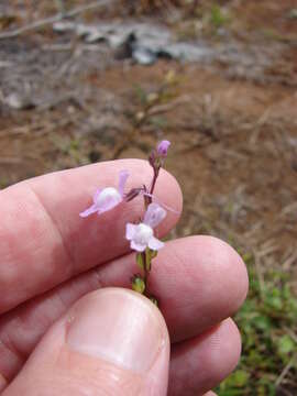 Plancia ëd Nuttallanthus canadensis (L.) D. A. Sutton