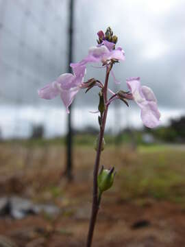 Plancia ëd Nuttallanthus canadensis (L.) D. A. Sutton