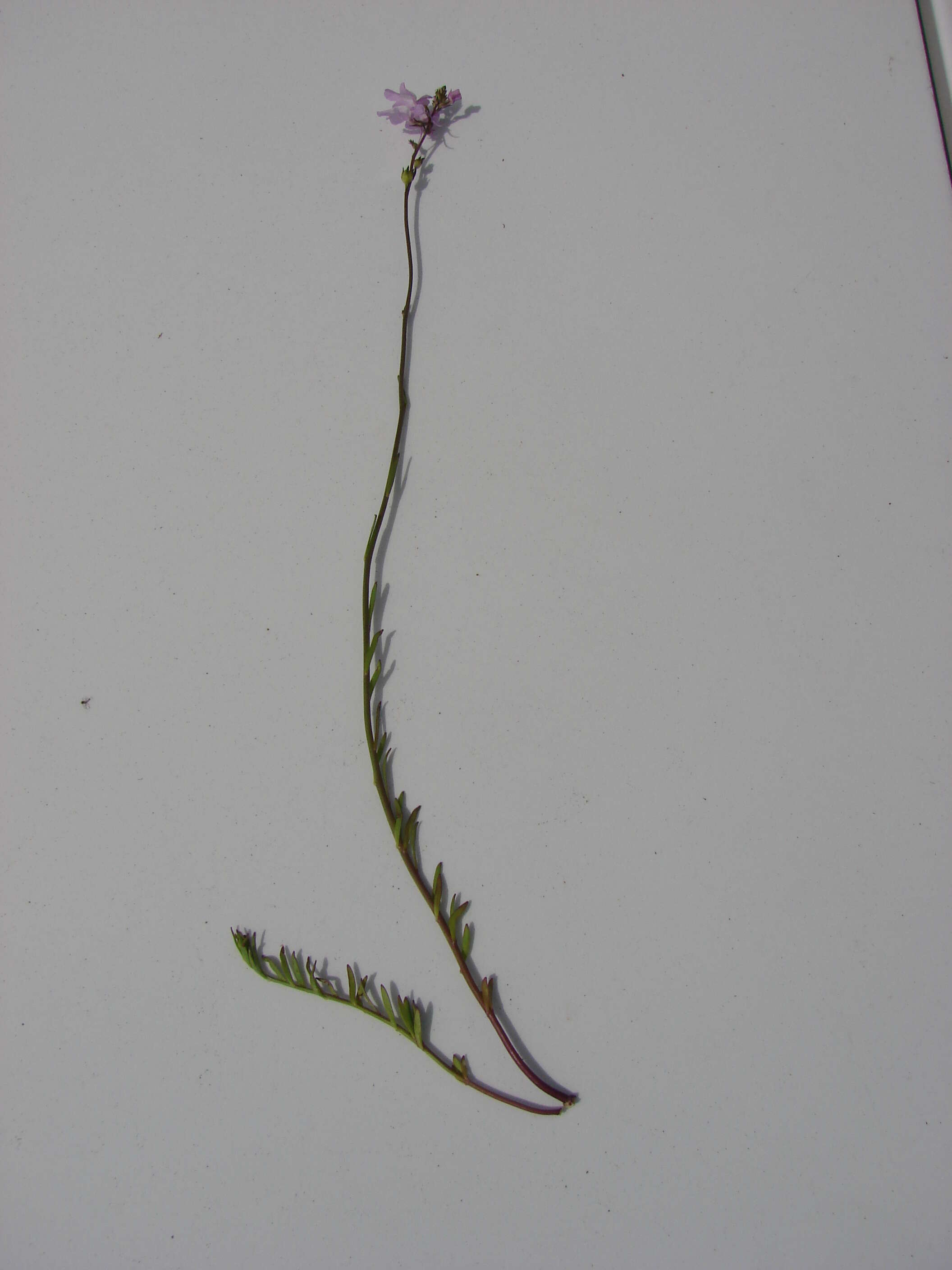 Plancia ëd Nuttallanthus canadensis (L.) D. A. Sutton