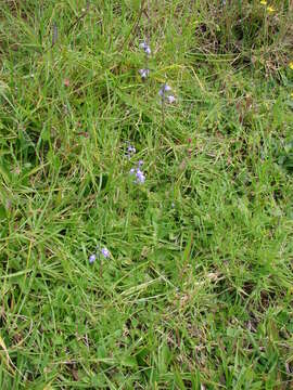 Plancia ëd Nuttallanthus canadensis (L.) D. A. Sutton