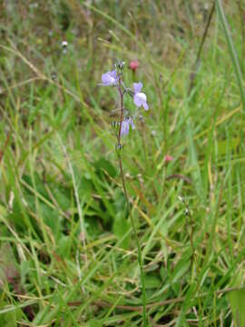 Plancia ëd Nuttallanthus canadensis (L.) D. A. Sutton