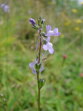 Plancia ëd Nuttallanthus canadensis (L.) D. A. Sutton