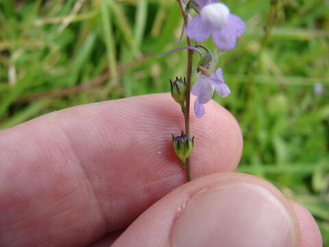 Image of Canada toadflax