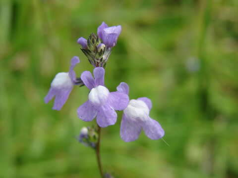 Plancia ëd Nuttallanthus canadensis (L.) D. A. Sutton