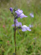 Image of Texas toadflax