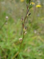 Image of Canada toadflax