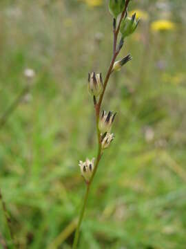 Plancia ëd Nuttallanthus canadensis (L.) D. A. Sutton