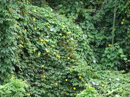 Image of laurel clockvine