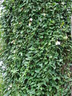 Image of laurel clockvine