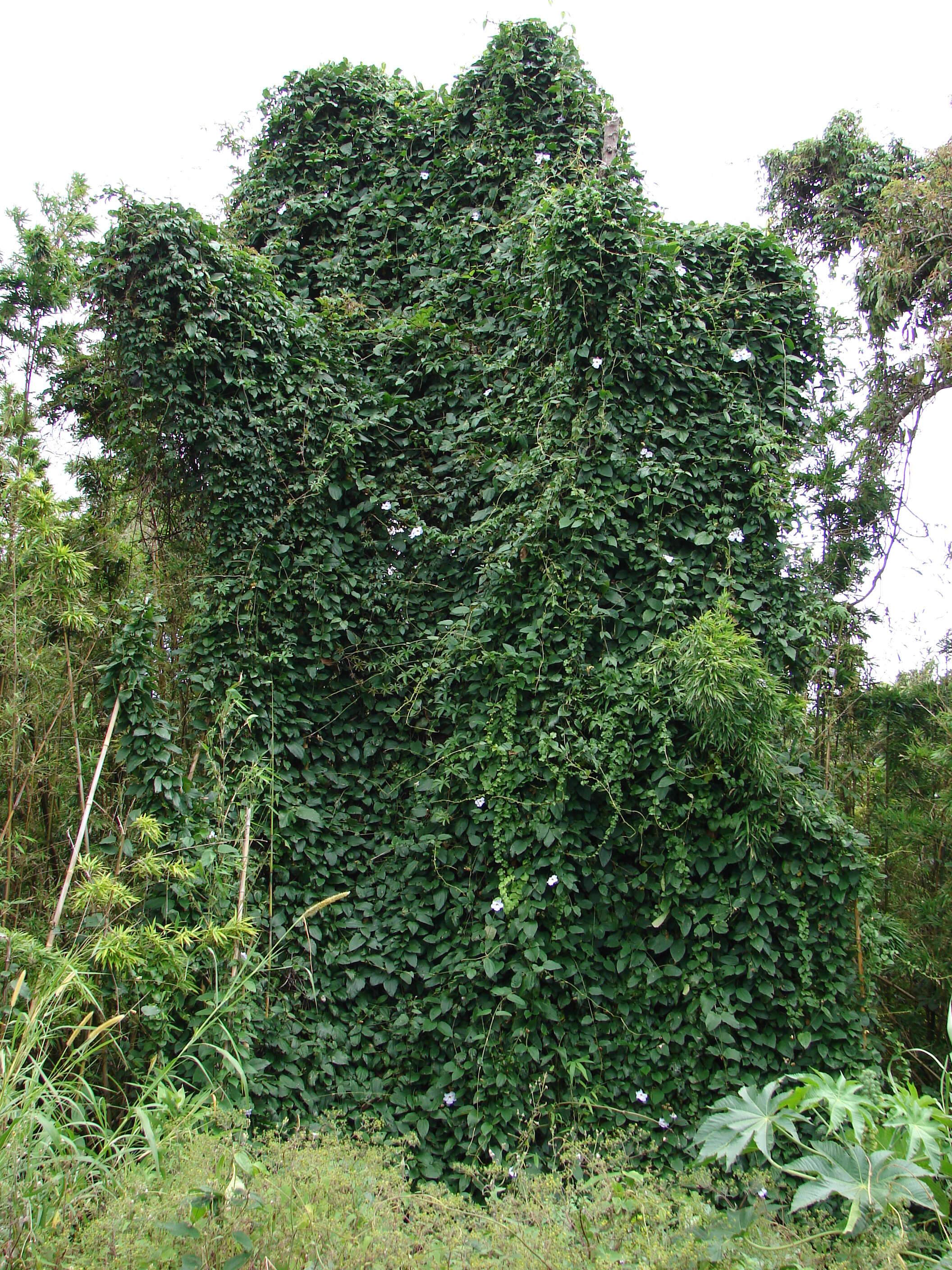 Image of laurel clockvine