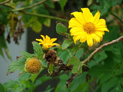 Image de Tournesol mexicain