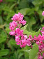 Image of antigonon