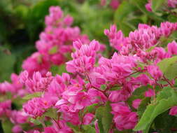 Image of antigonon