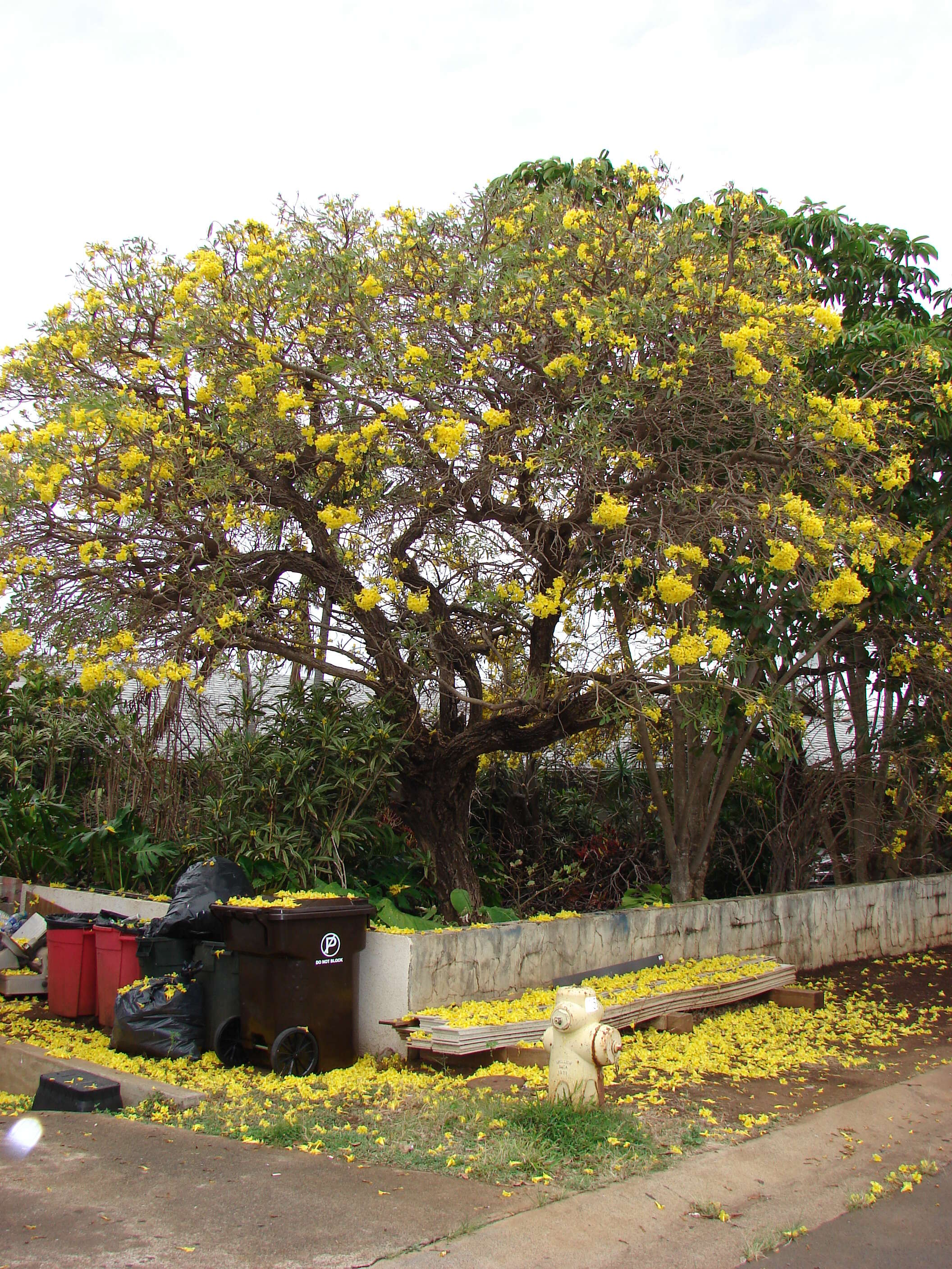 Image of Caribbean trumpet tree