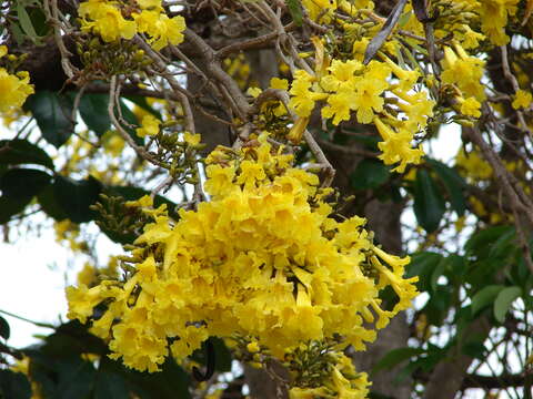 Image of Caribbean trumpet tree