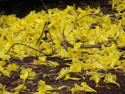 Image of Caribbean trumpet tree