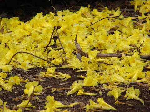 Image of Caribbean trumpet tree