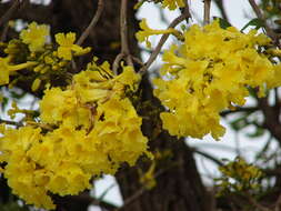 Image of Caribbean trumpet tree