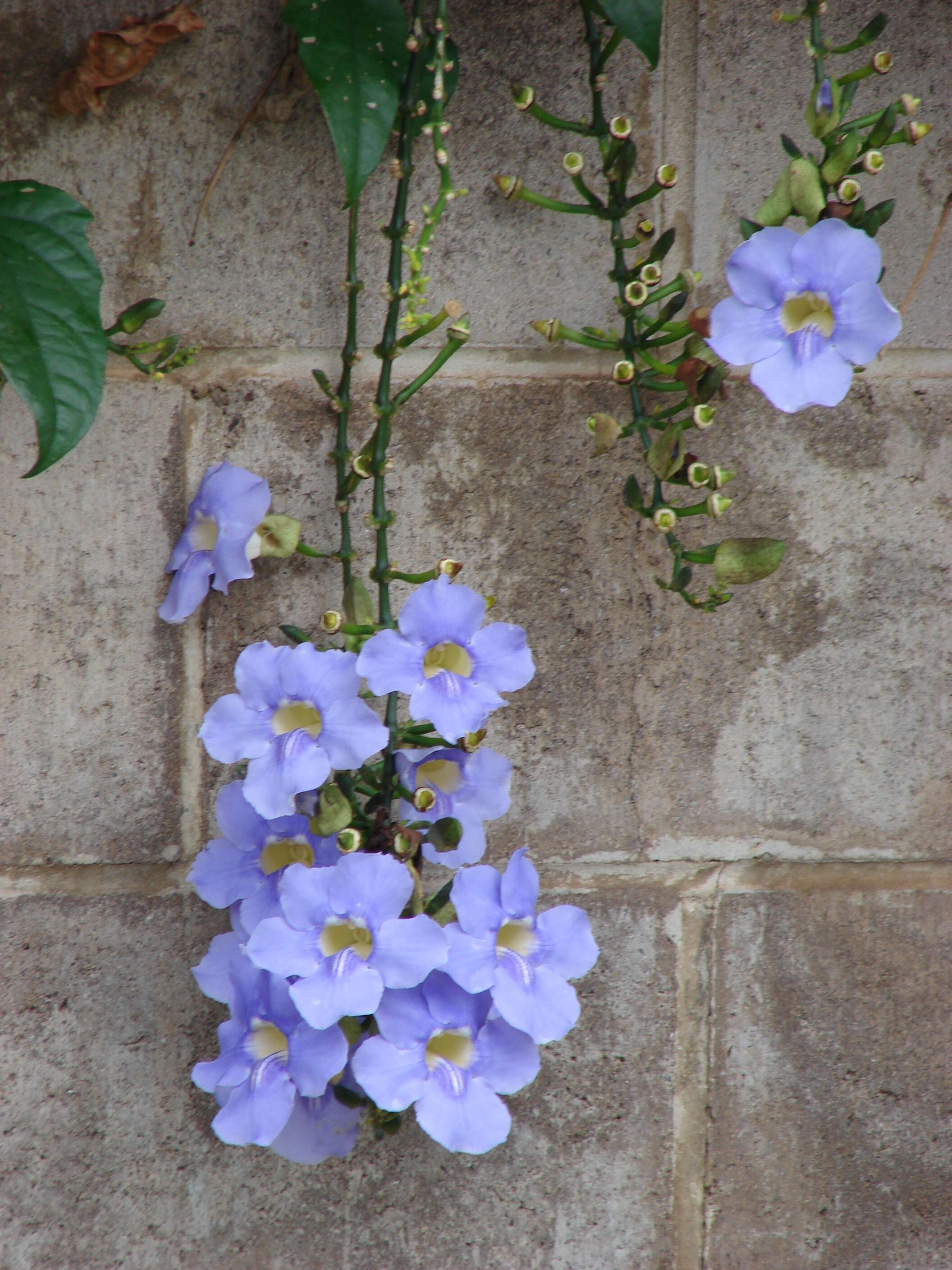 Image of laurel clockvine