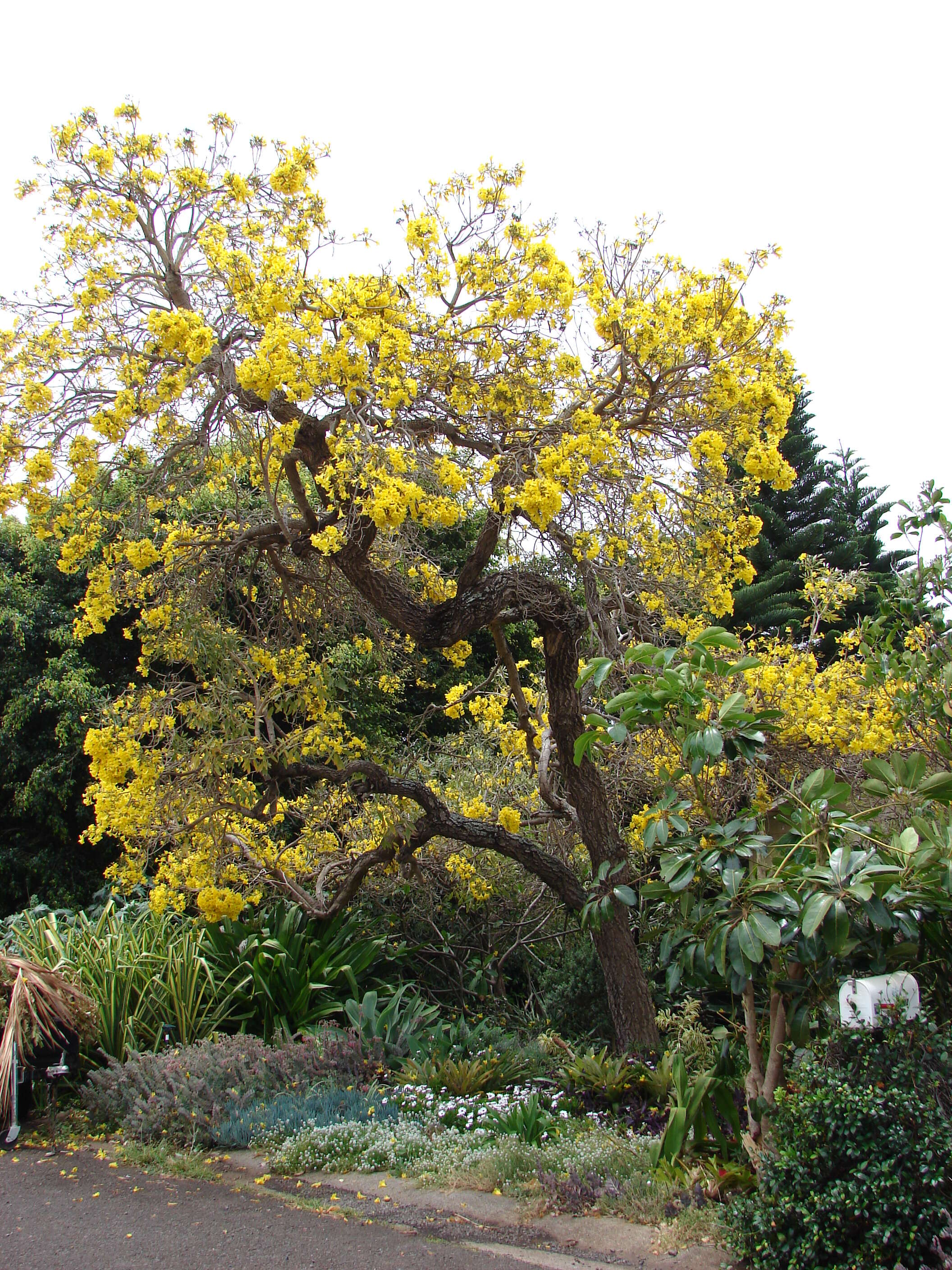 Image of Caribbean trumpet tree