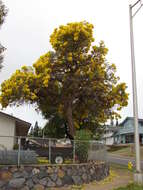 Image of Caribbean trumpet tree