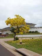 Image of Caribbean trumpet tree