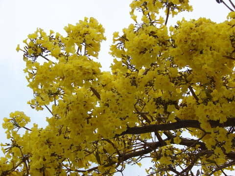 Image of Caribbean trumpet tree