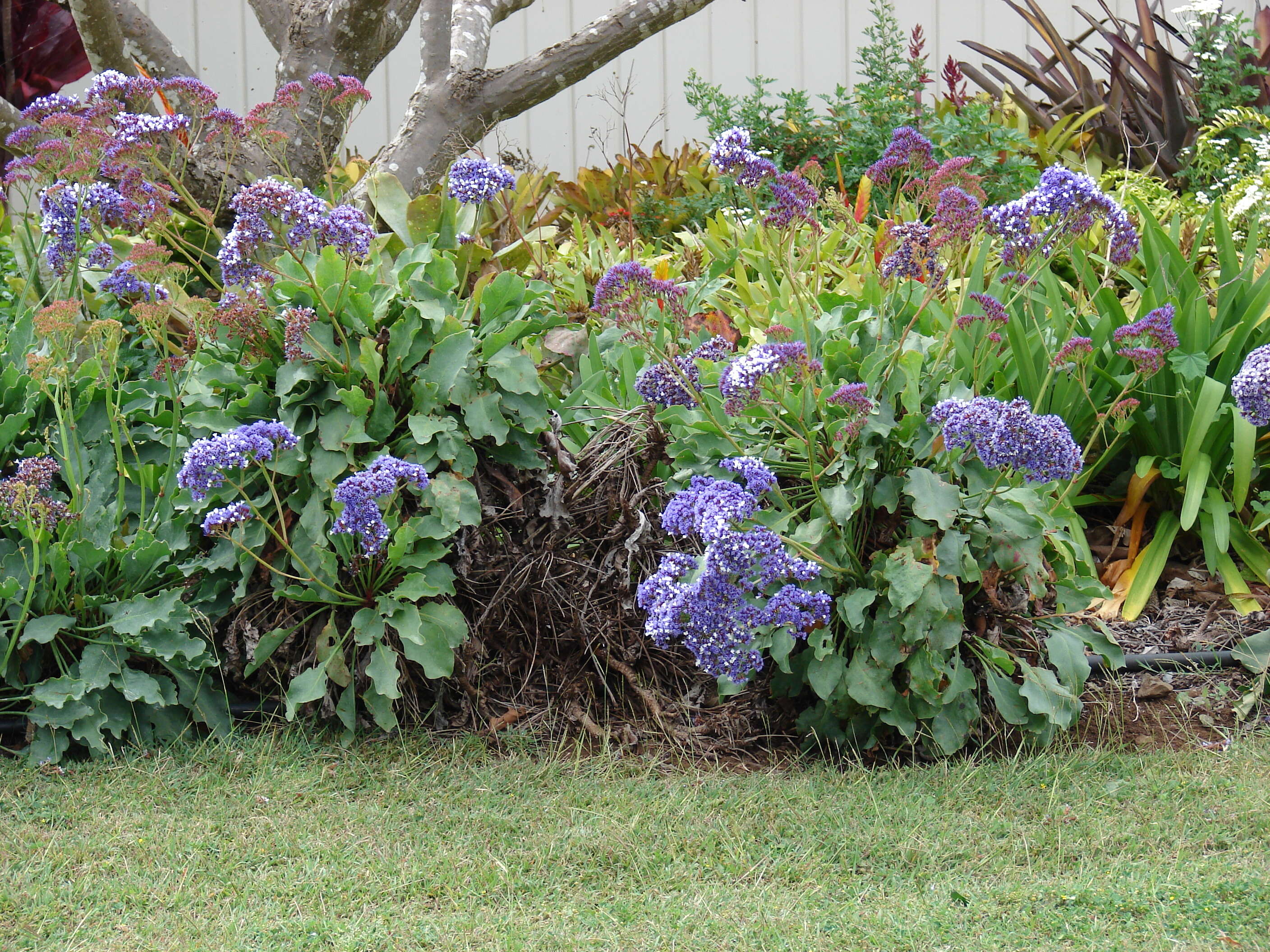 Limonium arboreum (Willd.) Erben, A. Santos & Reyes-Bet. resmi