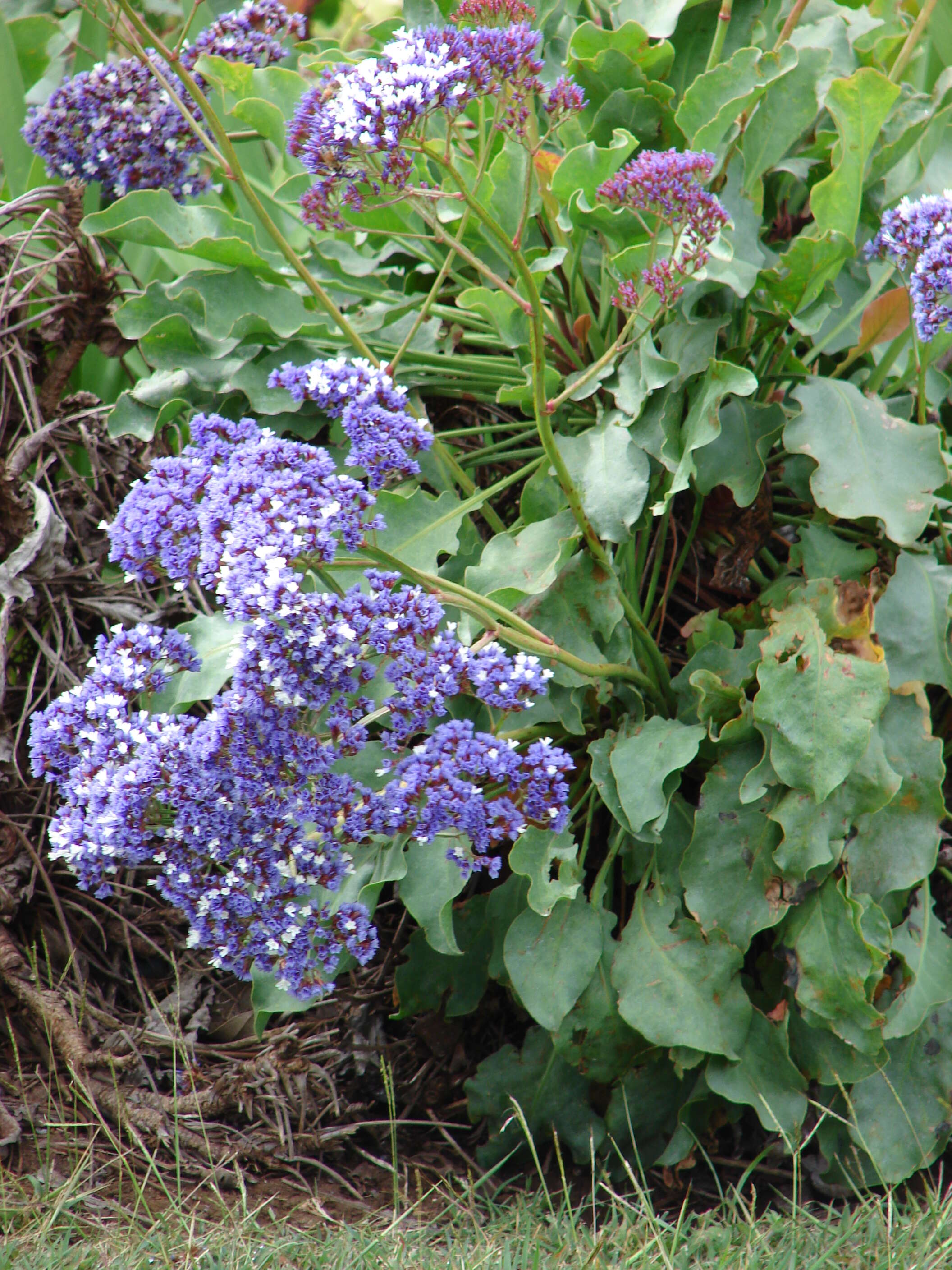 Limonium arboreum (Willd.) Erben, A. Santos & Reyes-Bet. resmi