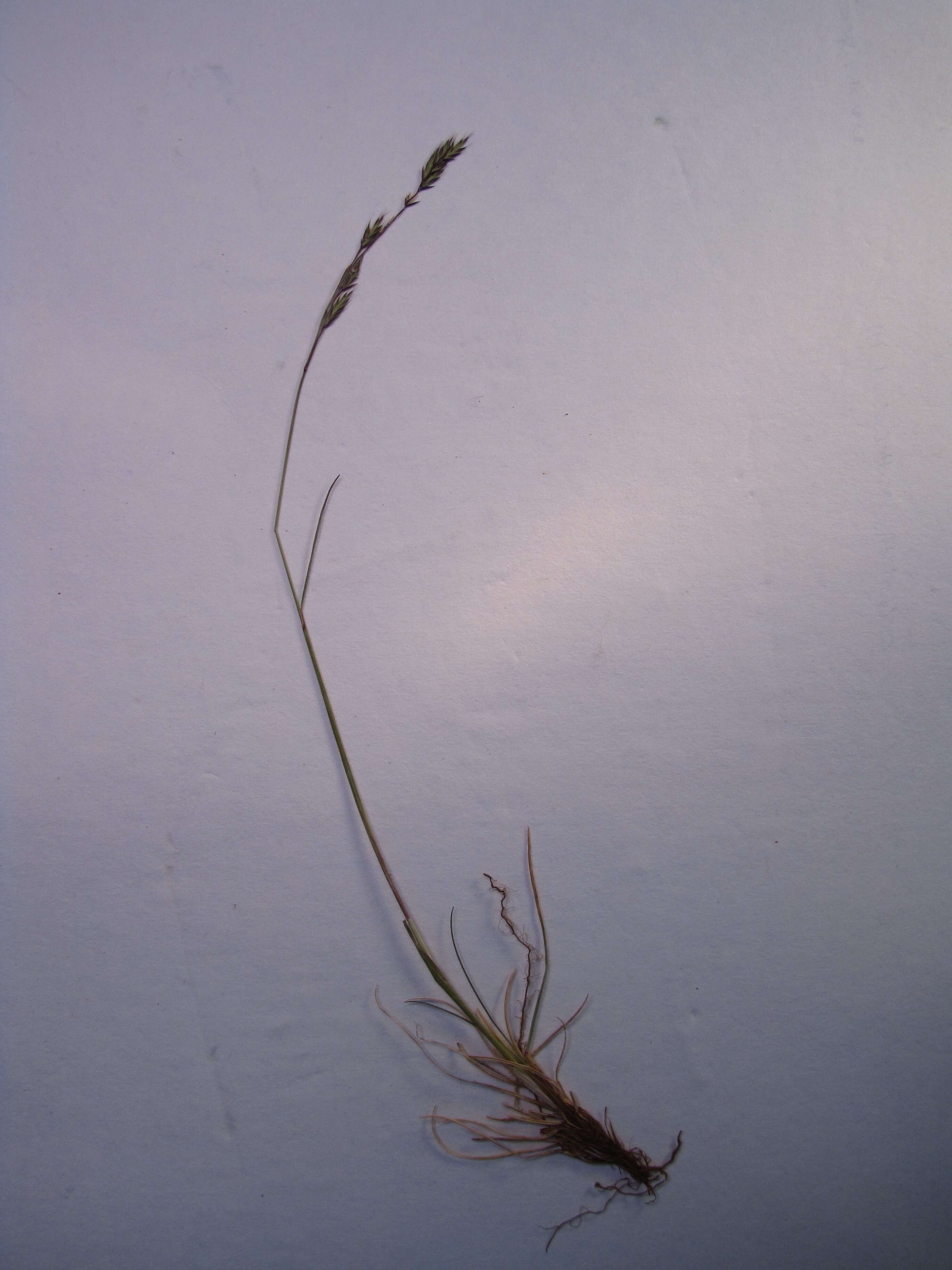 Image of red fescue