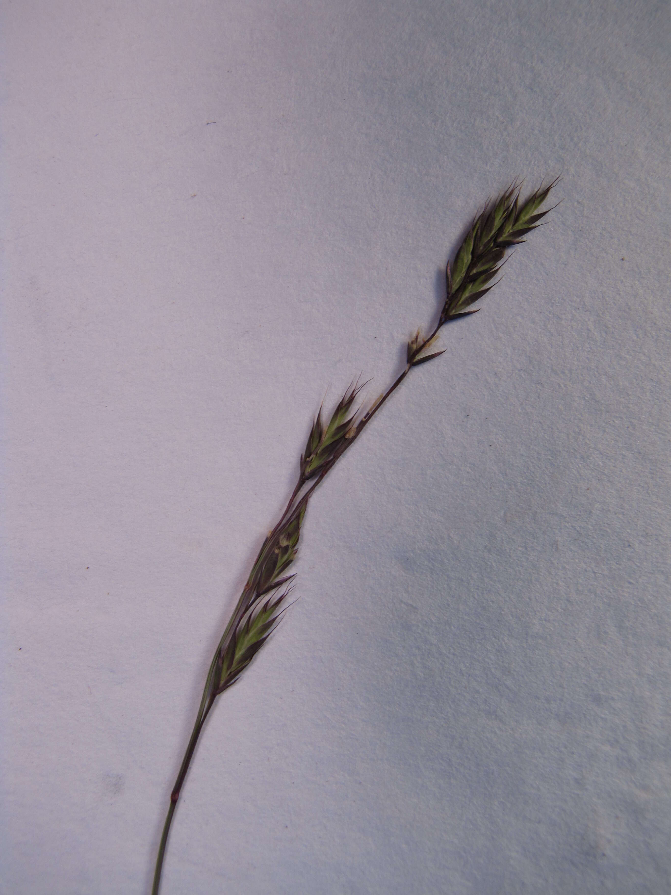 Image of red fescue