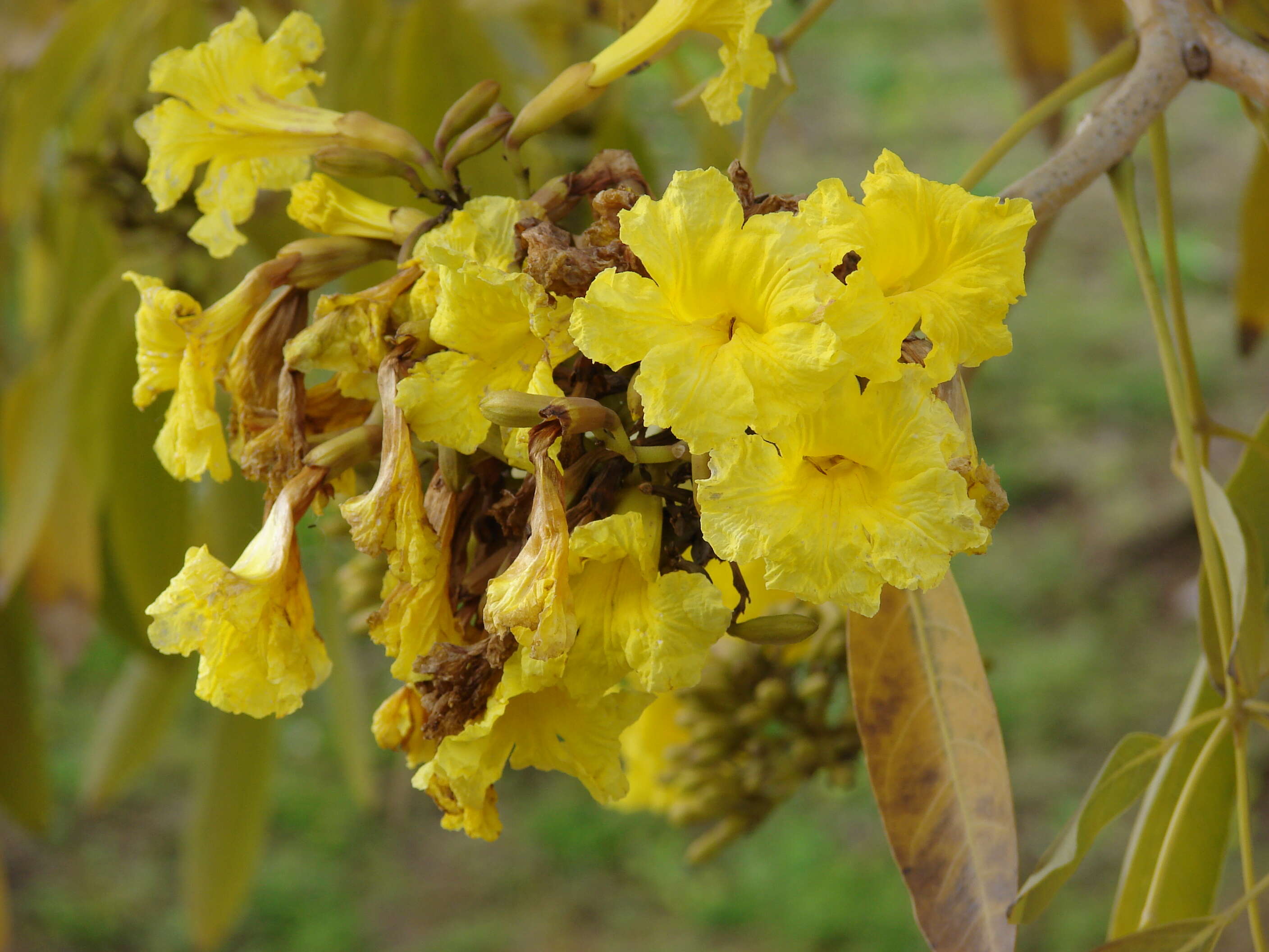 Image of Caribbean trumpet tree